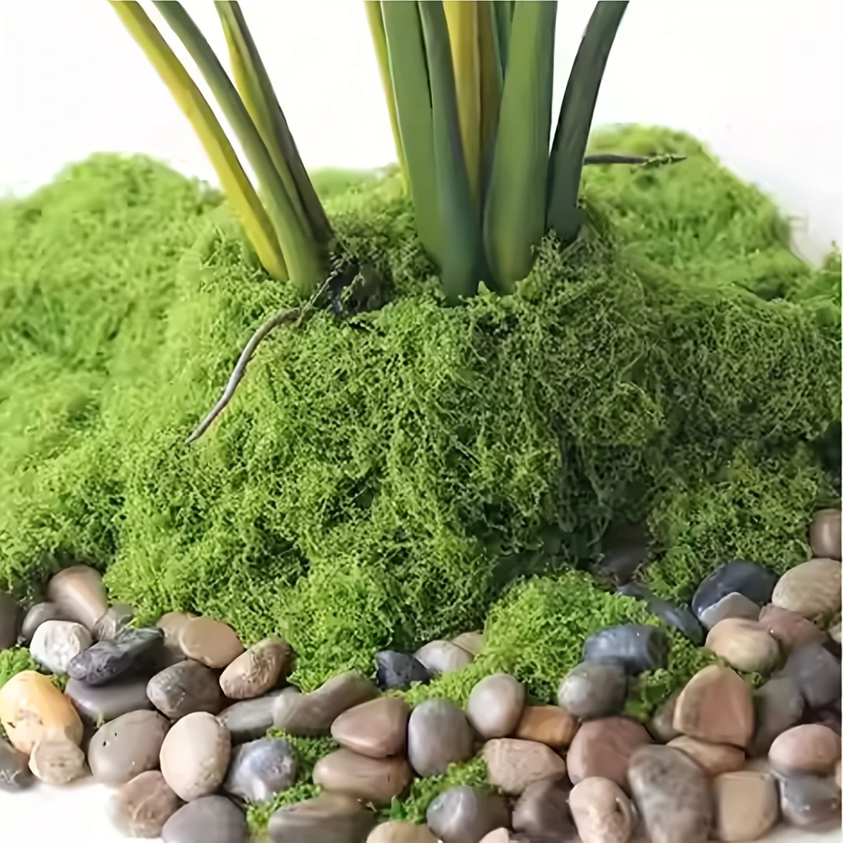 50g Fake Moss DIY Crafts Grass - Sphagnum Moss Dry recensione e prezzo