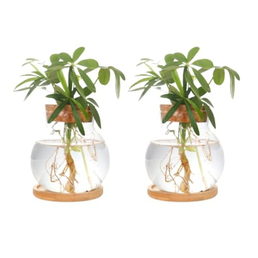 Plant Propagation Station, Hyd - Propagation Station Vase recensione e prezzo