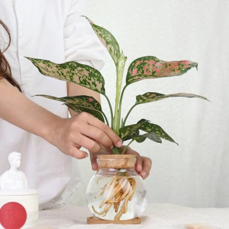 Plant Propagation Station, Hyd - Propagation Station Vase recensione e prezzo