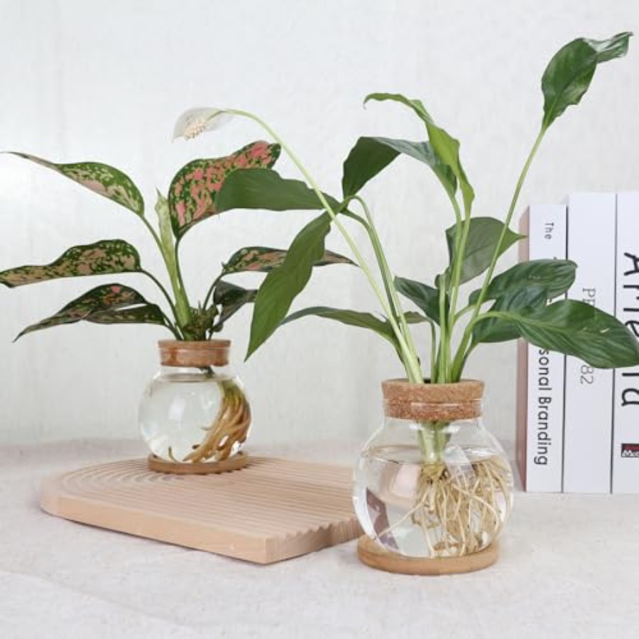 Plant Propagation Station, Hyd - Propagation Station Vase recensione e prezzo