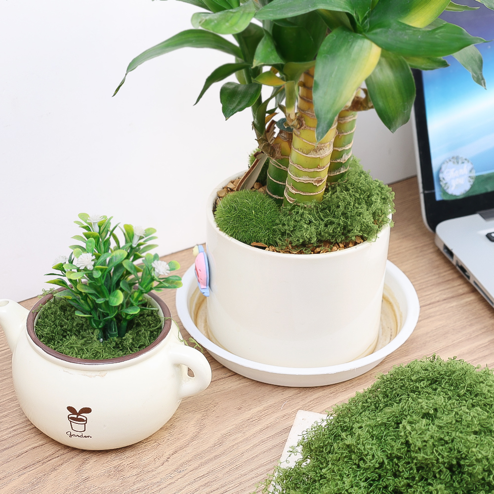 500/30G Artificial Green Plant - Sphagnum Moss Dry recensione e prezzo