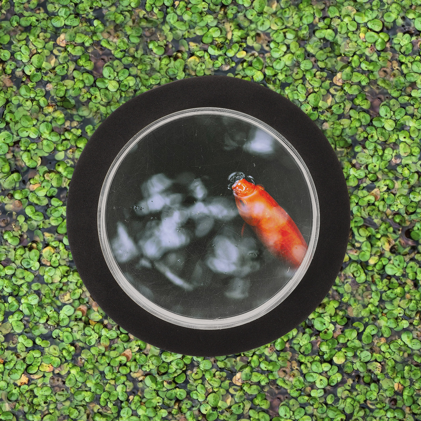 Outdoor Decor Fish Dome Pond A - Plastic Dome Clear recensione e prezzo