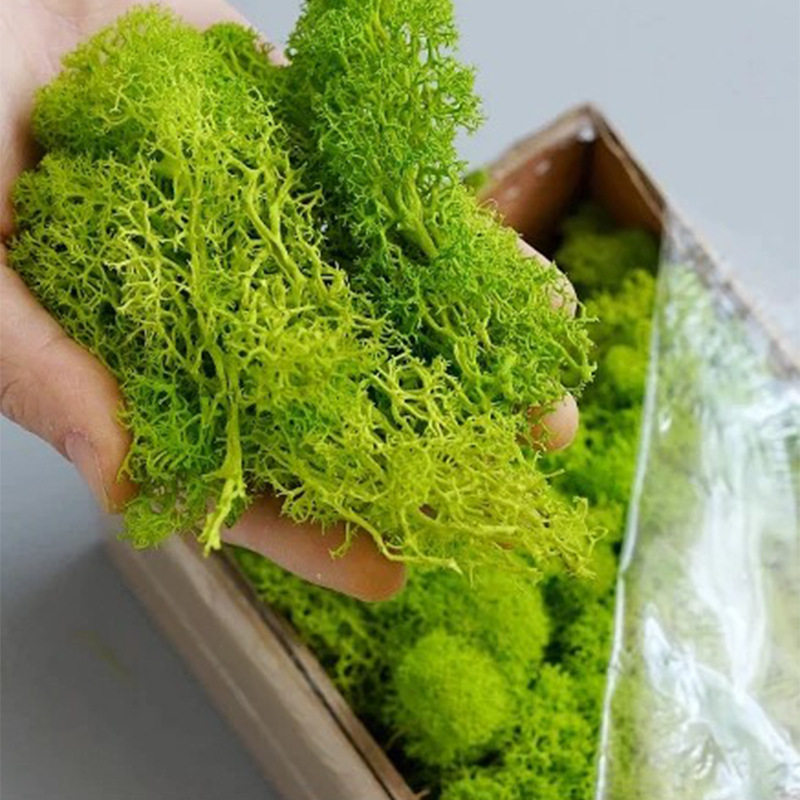 200g Artificial Green Plants M - Sphagnum Moss Dry recensione e prezzo