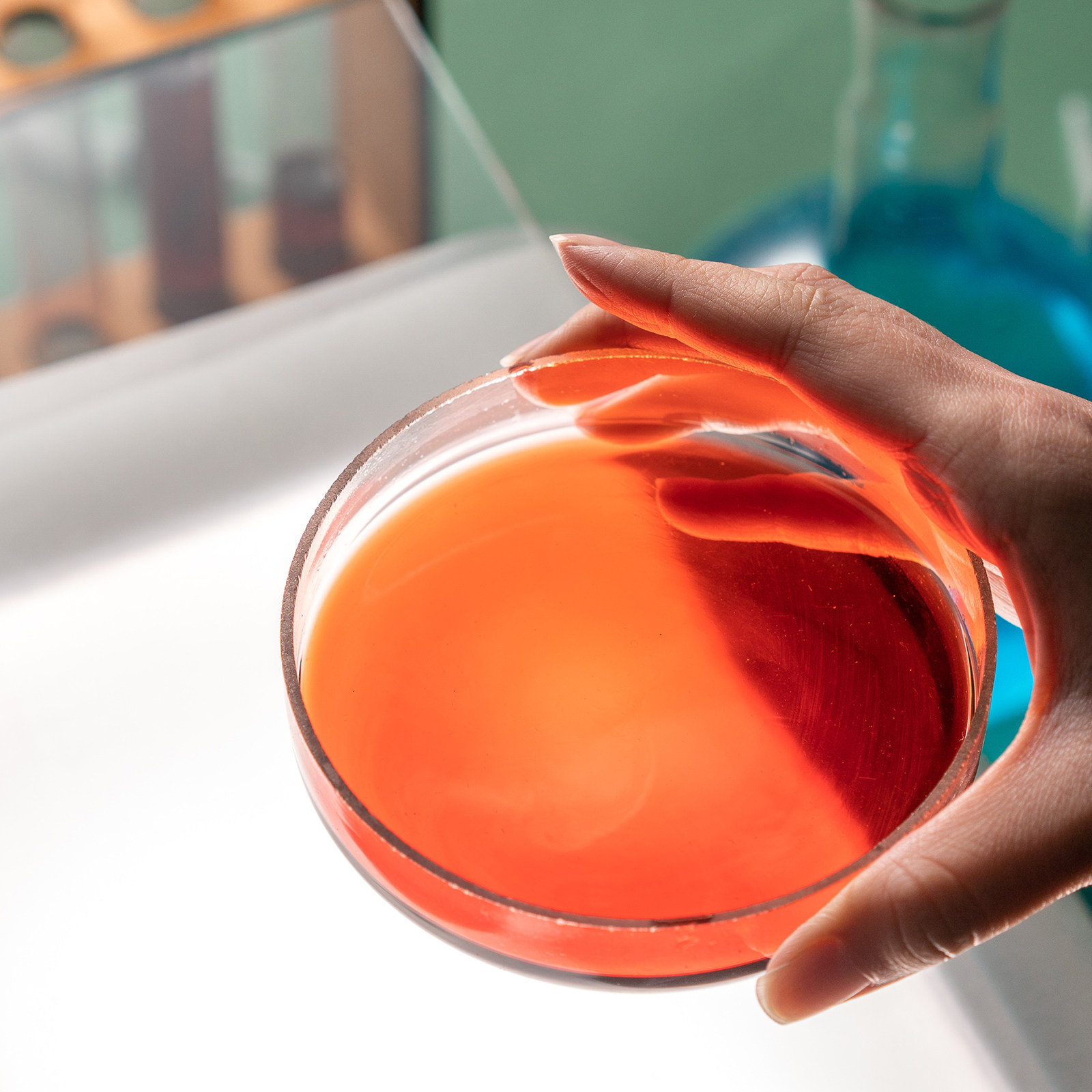 Laboratory Glass Petri Dish Fl - Agar Tissue Culture recensione e prezzo