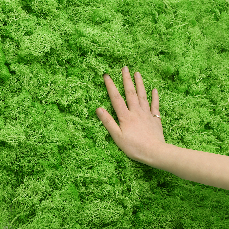 20G Natural Moss Artificial Pl - Sphagnum Moss Dry recensione e prezzo